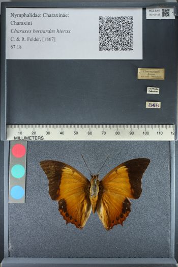 Media type: image;   Entomology 167106